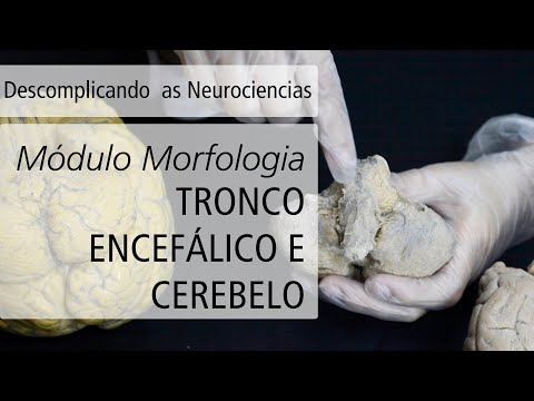 [Vídeo] Morfologia – Tronco Encefálico e Encéfalo | Descomplicando as Neurociências
