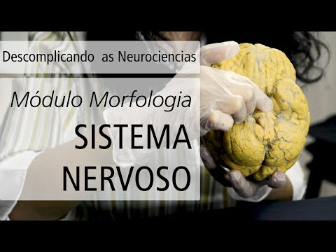 [Vídeo] Sistema Nervoso | Descomplicando as Neurociências