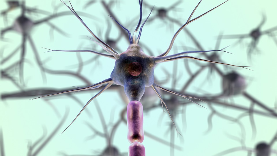 O mito da não regeneração dos neurônios