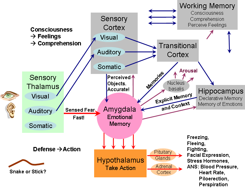 Diagrama esquemático com áreas sensoriais, amígdala, memória e setas de conexão.