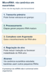 Esquema canônico eucariótico: transcrito primário em grampo é processado em precursor, depois em miRNA maduro associado a Argonauta, que regula RNA-alvo. O esquema descreve a via canônica em grupos eucarióticos estudados; não afirma presença em todos os organismos.
