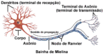 Desenho simplificado de um neurônio com axônio mielinizado.