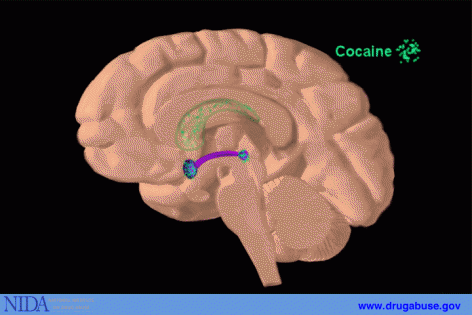 Ilustração lateral do encéfalo com uma via destacada em verde e rótulos em inglês, incluindo “Cocaine”; logotipos NIDA e drugabuse.gov aparecem na base.