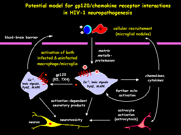 Diagrama em inglês sobre interações de gp120 e receptores de quimiocinas, com células e setas coloridas.