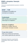 Esquema experimental: BDNF ativa TrkB e vias de sinalização que podem aumentar a fosforilação de sinapsina I; em preparação de sinaptossomos, isso se associou à facilitação aguda da liberação evocada de glutamato. Não demonstra síntese de membrana nem garante melhora de memória.